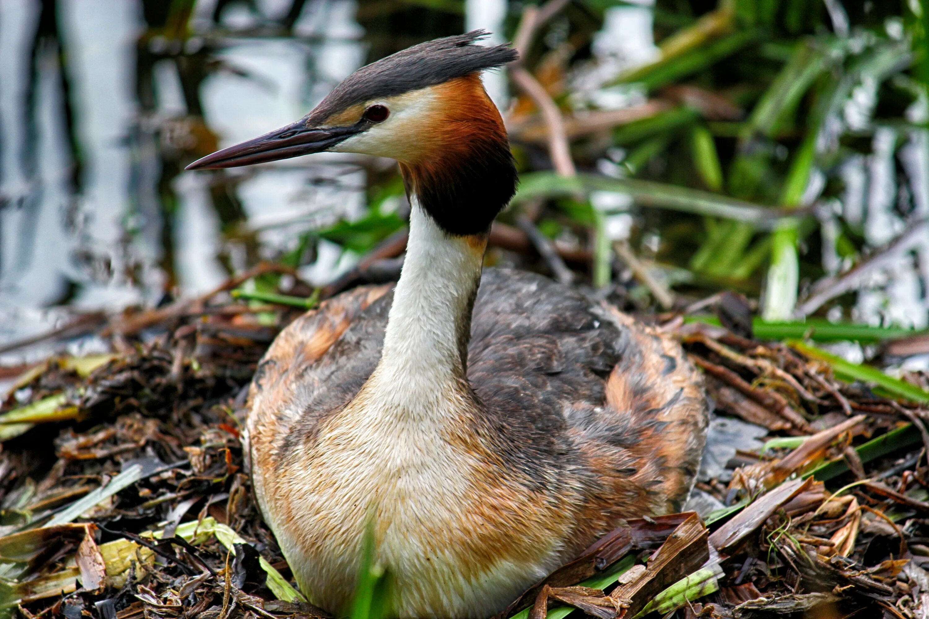 Птица поганка фото Beautiful, colorful and cute Great Crested bird among the plants free image down