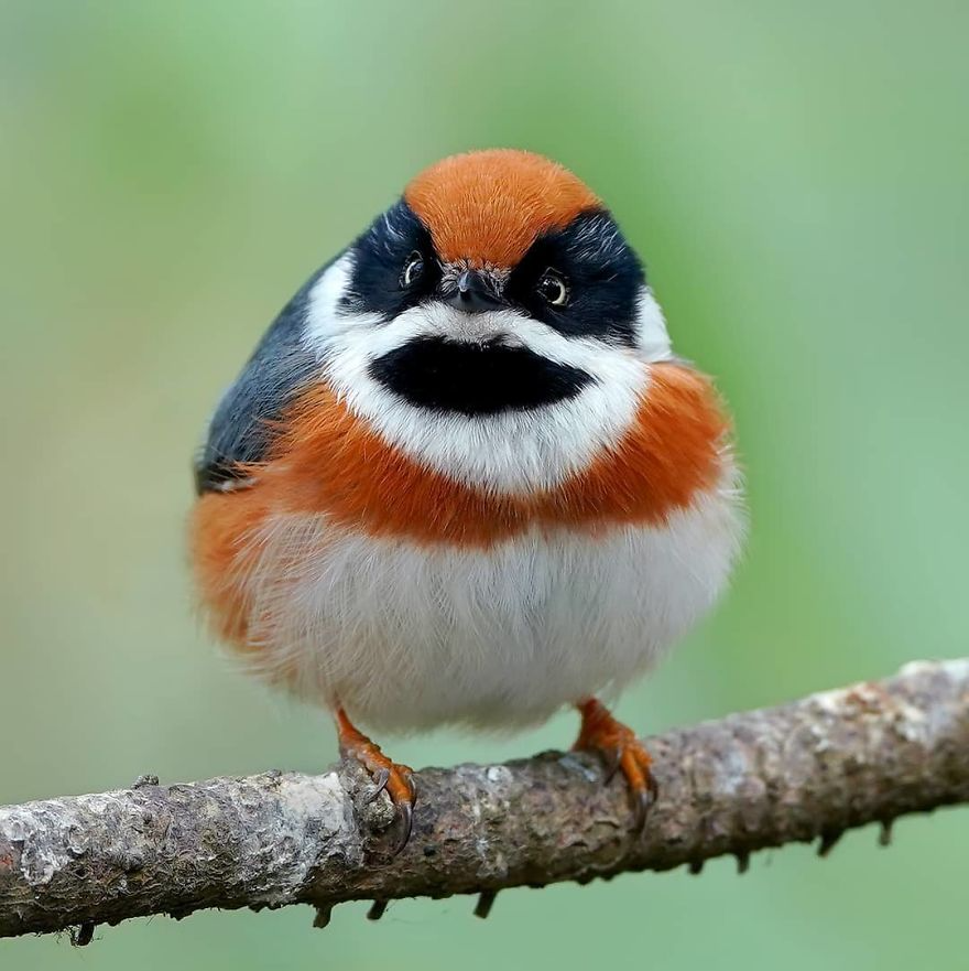 Птица похожа фото This Bird Is Called The Black-Throated Bushtit And Yes, You Read That Right (22 