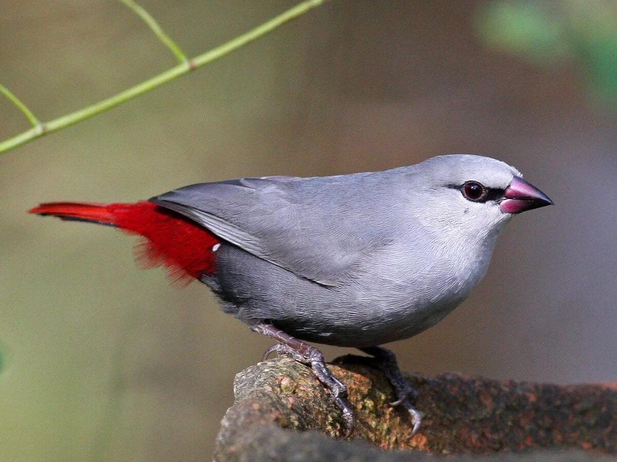 Птица похожа фото Lavender Waxbill (Estrilda caerulescens) by Frans_Vandewalle 美 し い 鳥, フ ィ ン チ, 鳥