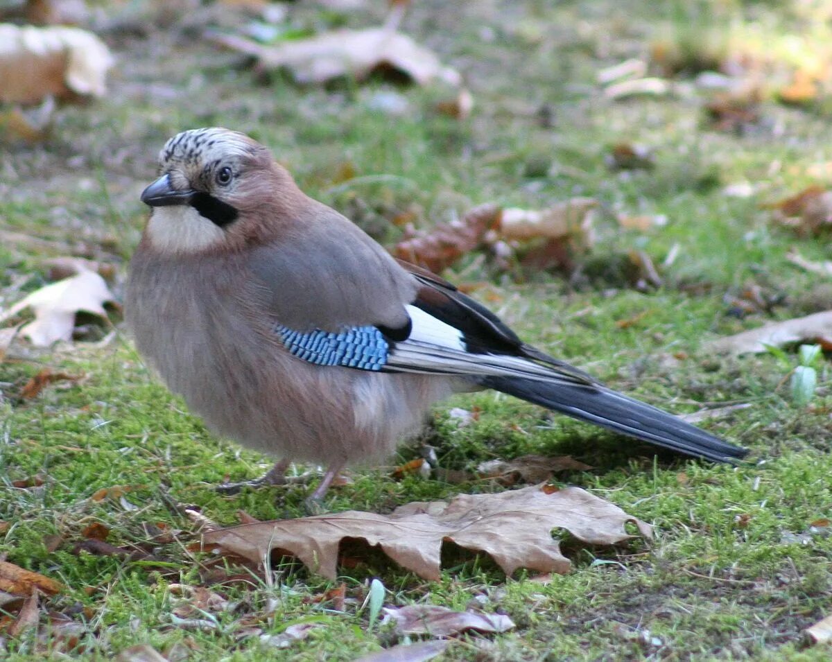 Птица похожа фото File:Garrulus glandarius -Eurasian Jay on lawn.jpg - Wikipedia