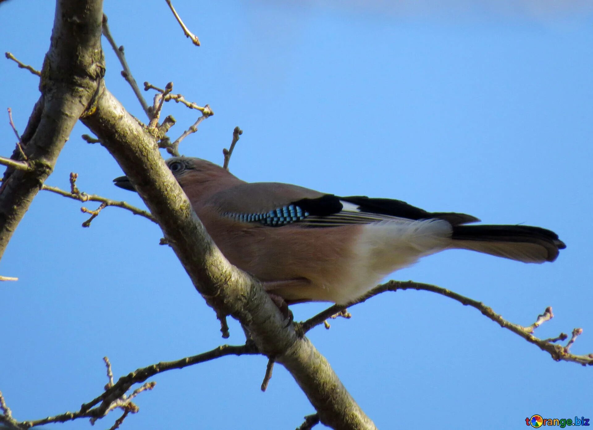 Птица полос фото Bird with blue pen free image - № 28767