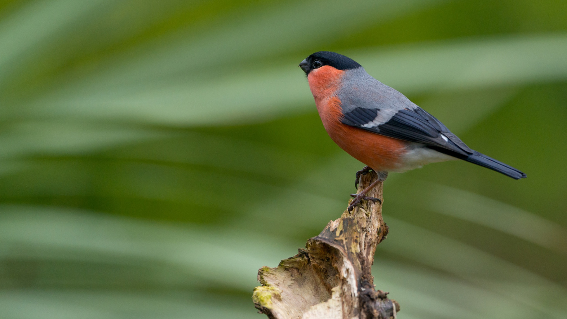 Птица полос фото Download wallpaper strip, bird, bird, bullfinch, green background, bitches, boke