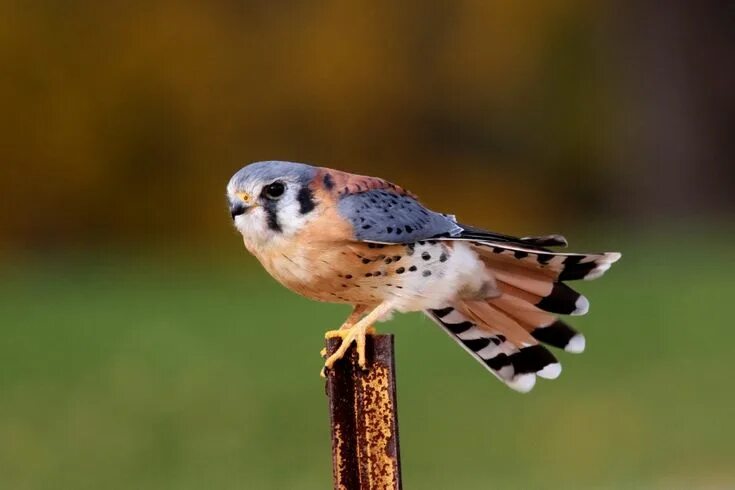 Птица пустельга фото American Kestrel Zoology, Division of Birds Kestrel, American kestrel, Canadian 