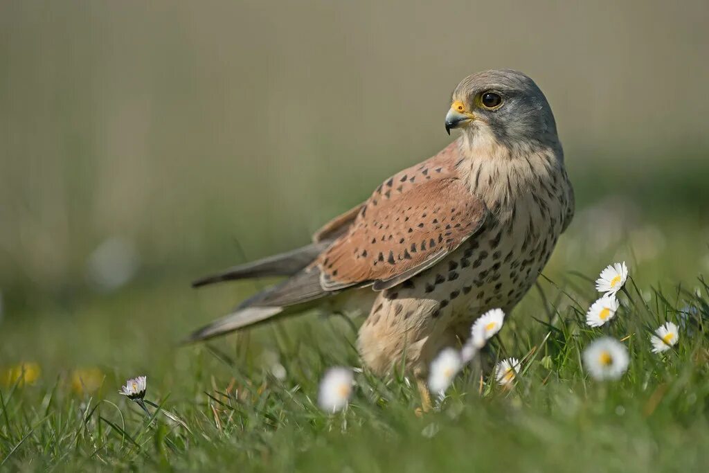 Птица пустельга фото и описание Kestrel Wake up and smell the flowers. Mark Bowen Flickr