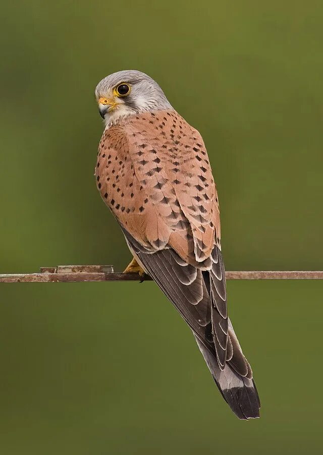 Птица пустельга фото и описание Common kestrel - Wikipedia