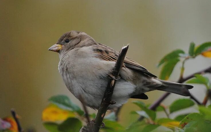 Птица размером с воробья фото Sparrow Wallpaper