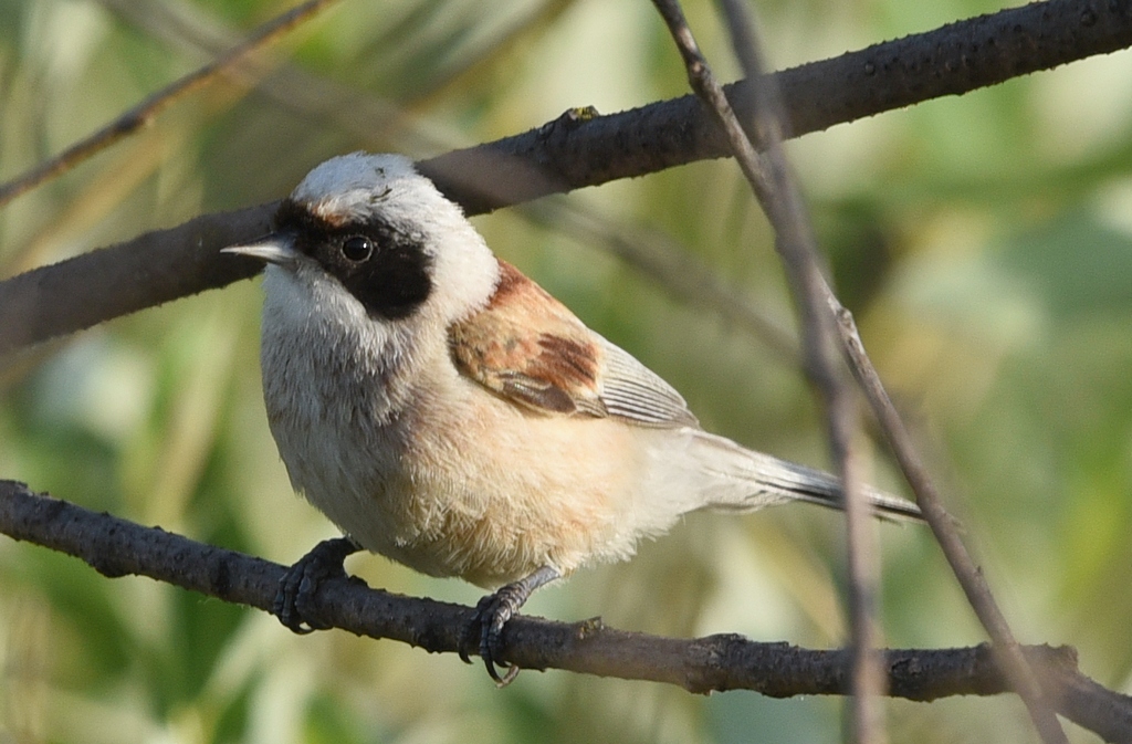 Птица ремез фото и описание Eurasian Penduline Tit (Remiz pendulinus). Birds of Siberia.