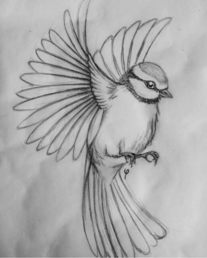 Птица рисунок фото 40 Free & Easy Animal Sketch Drawing Ideas & Inspiration - Brighter Craft Fly dr