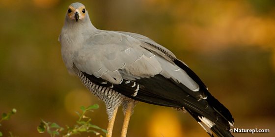 Птица рода фото BBC Radio 4 - Tweet of the Day, Toco Tucan, Tweet of the Day: World Birds - Nove