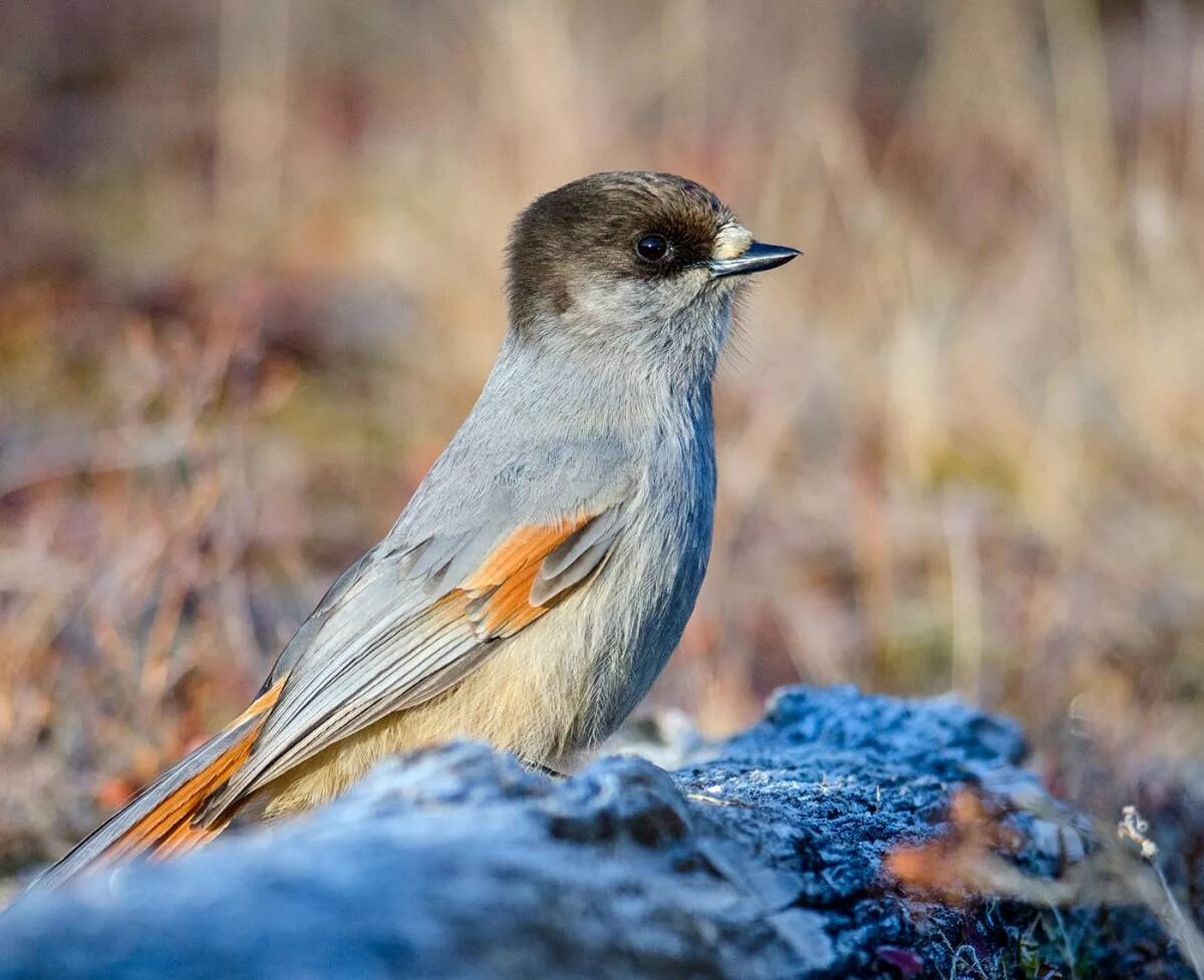 Птица ронжа фото и описание Siberian Jay (Perisoreus infaustus). Birds of Siberia.