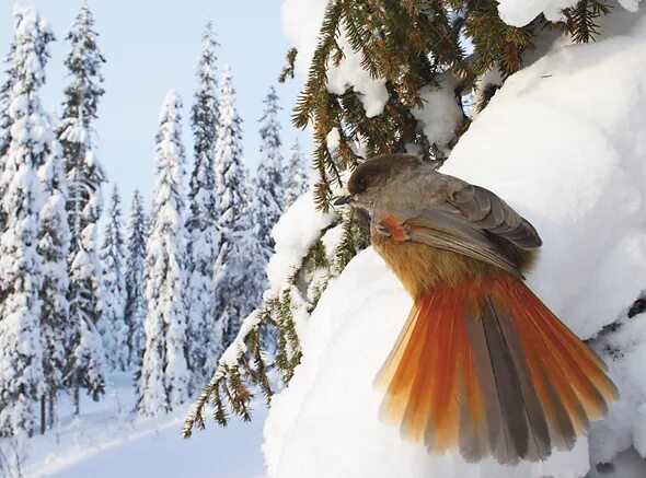 Птица ронжа фото и описание Siberian Jay. Markus Varesvuo Books from Finland