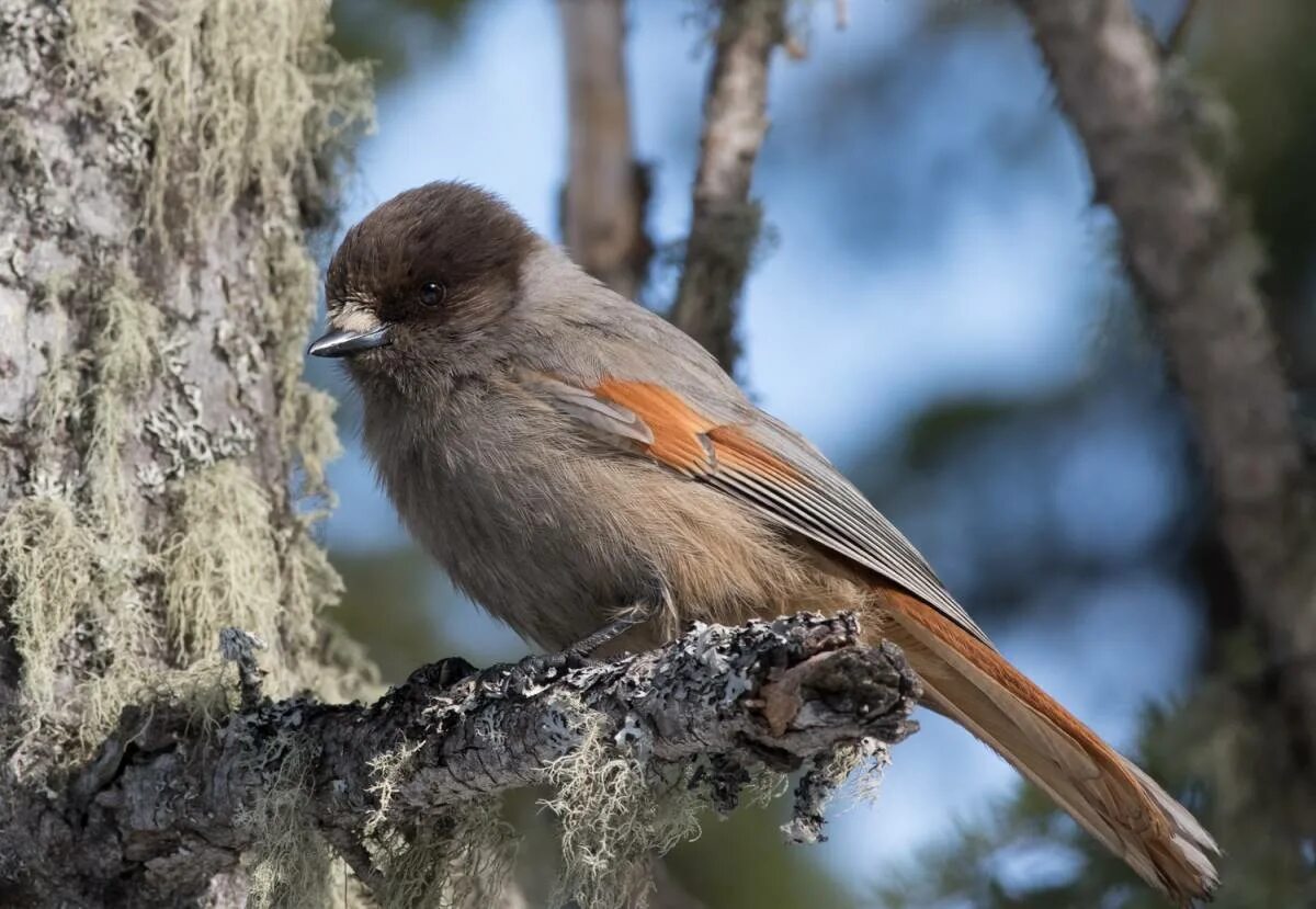 Птица ронжа фото и описание Siberian Jay (Perisoreus infaustus). Birds of Siberia.