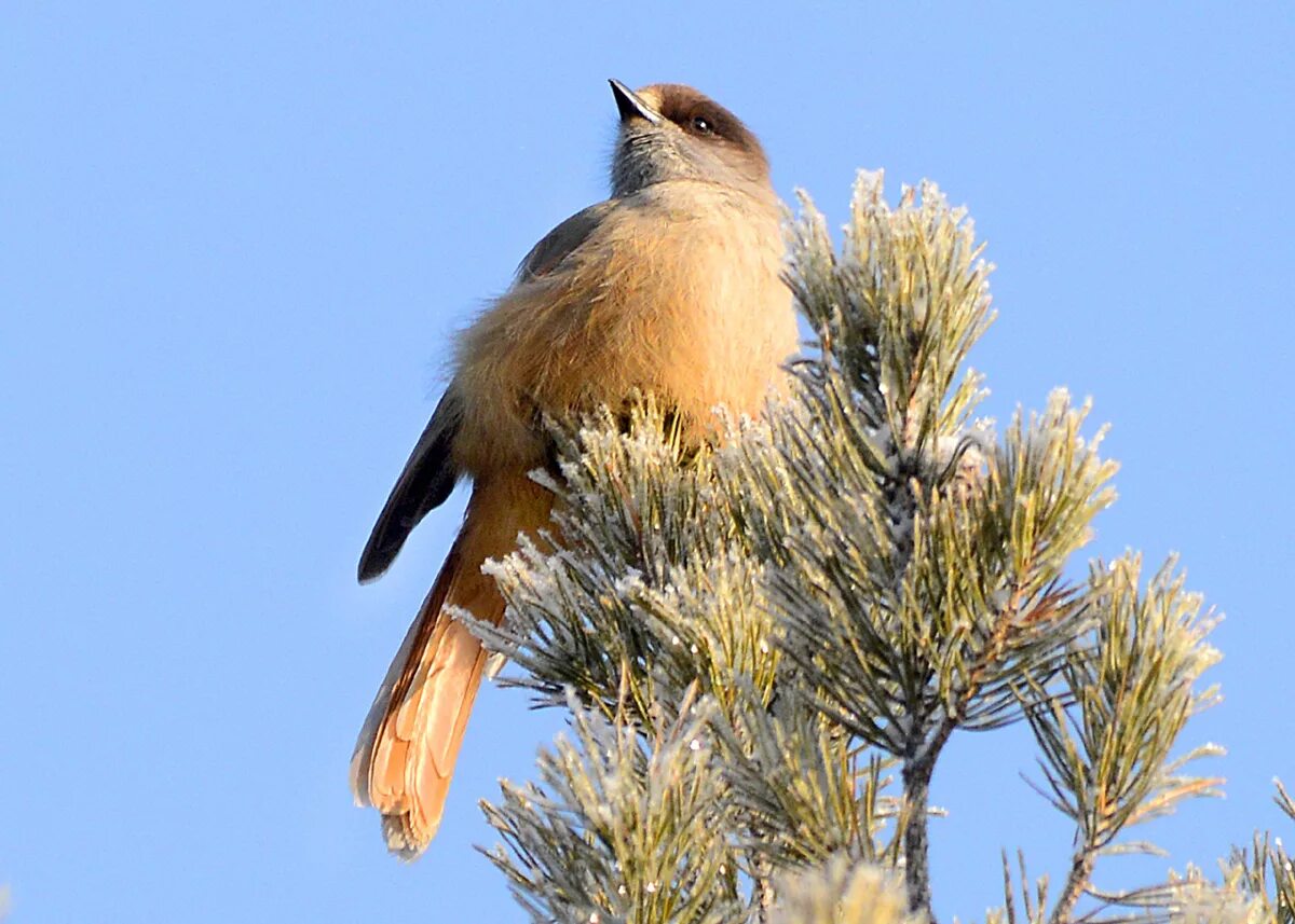 Птица ронжа фото и описание Кукша (Perisoreus infaustus). Птицы Сибири.