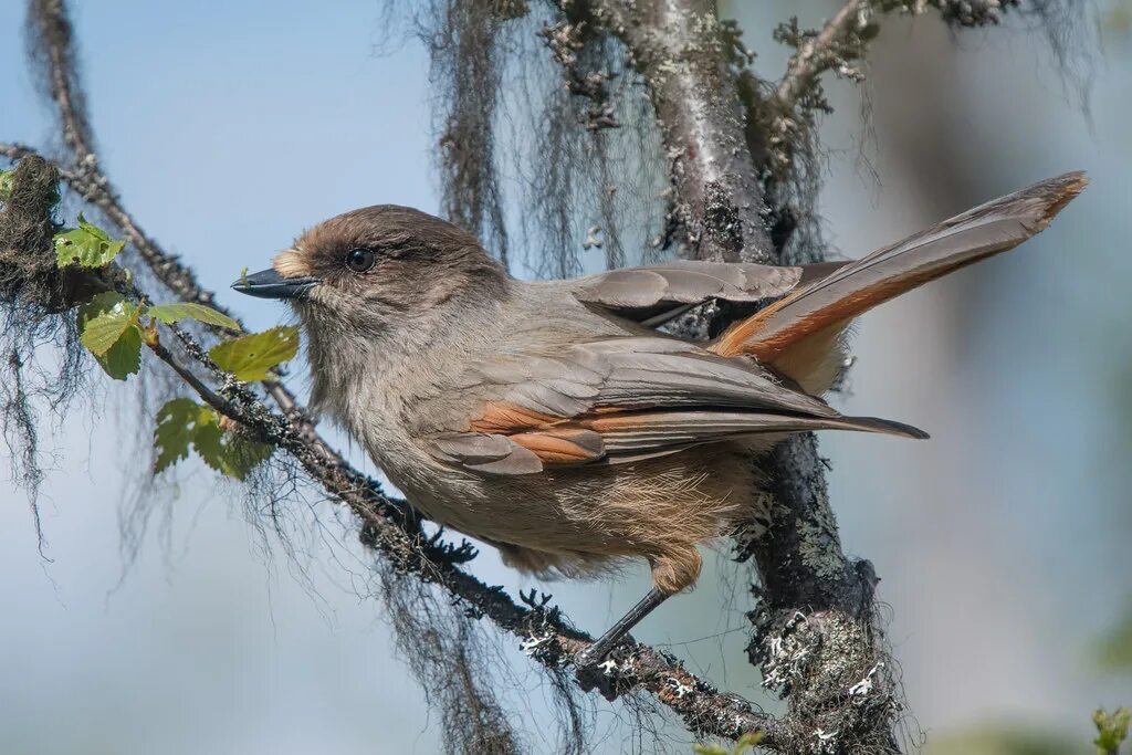 Птица ронжа фото как выглядит Siberian Jay As the name suggests, this species occurs in . Flickr