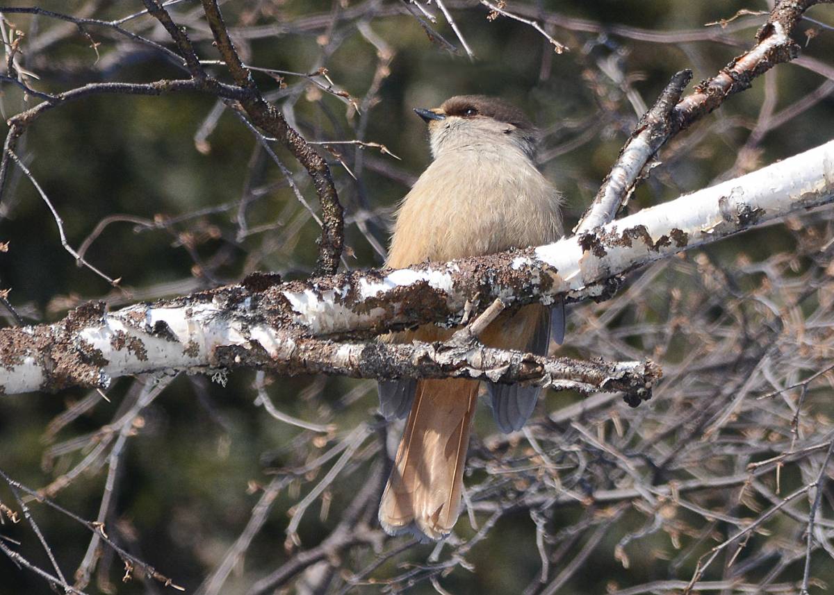 Птица ронжа фото как выглядит Siberian Jay (Perisoreus infaustus). Birds of Siberia.