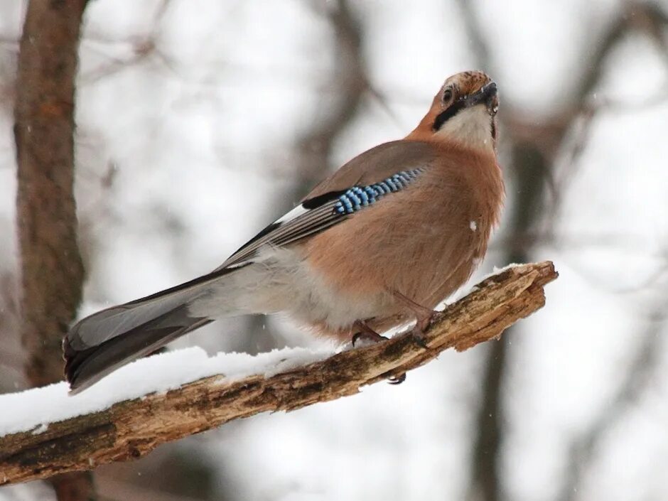 Siberian Jay Robert Cave Flickr BIRDS Постила