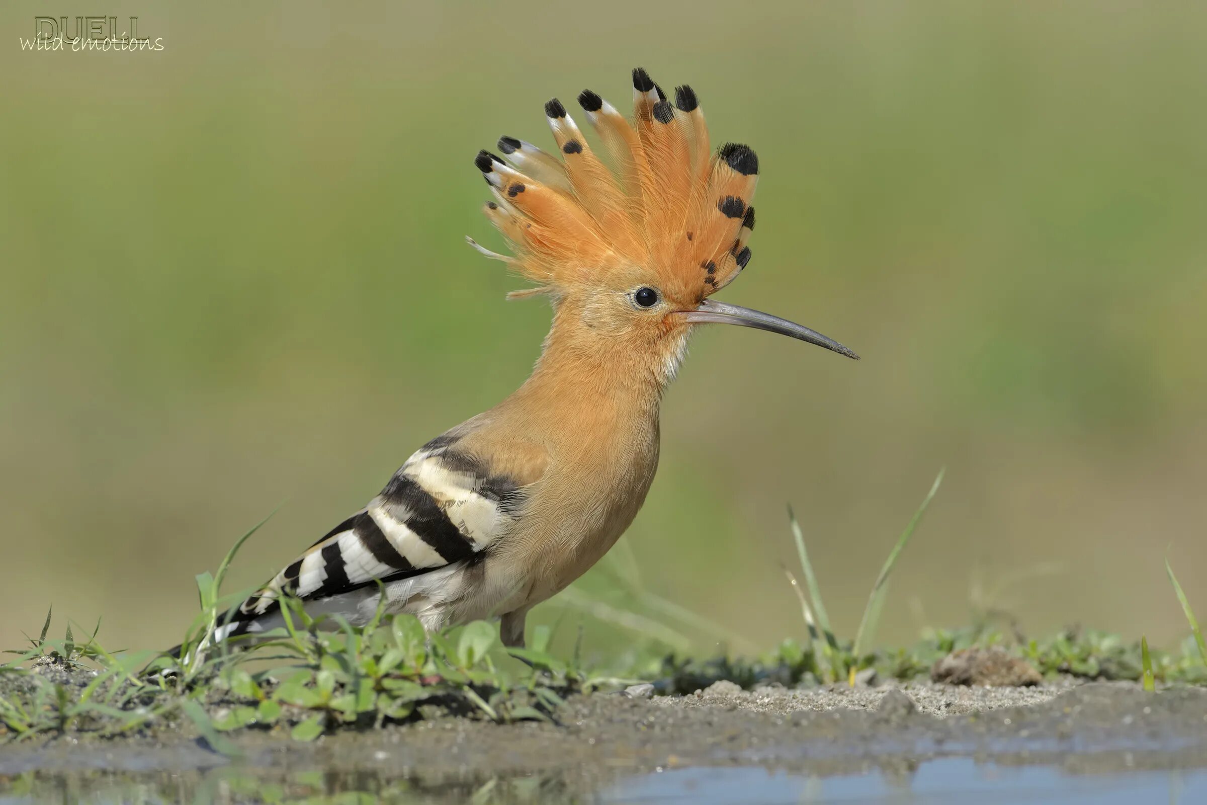 Птица россии с хохолком фото hoopoe JuzaPhoto