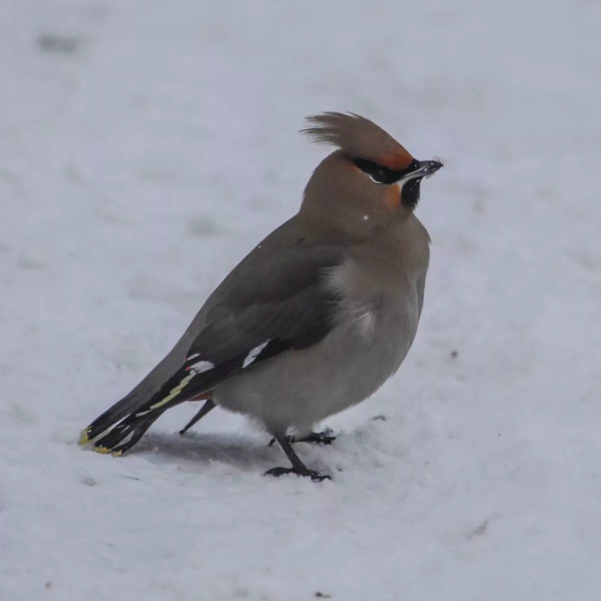 Птица россии с хохолком фото Bohemian Waxwing (Bombycilla garrulus). Birds of Siberia.