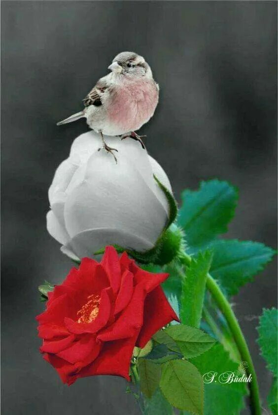 Птица роза фото Pin by Анна on Roses Beautiful birds, Beautiful roses, Fresh flowers arrangement