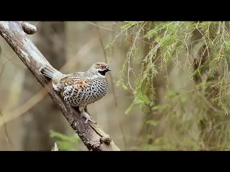 Птица рябчик фото и описание Рябчики на манок садятся над головой. - YouTube