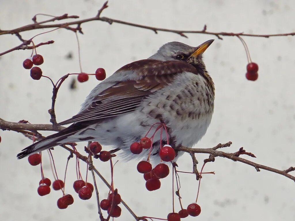 Птица рябинник фото и описание Fieldfare (Turdus pilaris). Birds of Siberia.