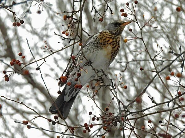 Птица рябинник фото и описание Рябинник (Turdus pilaris). Птицы Сибири.