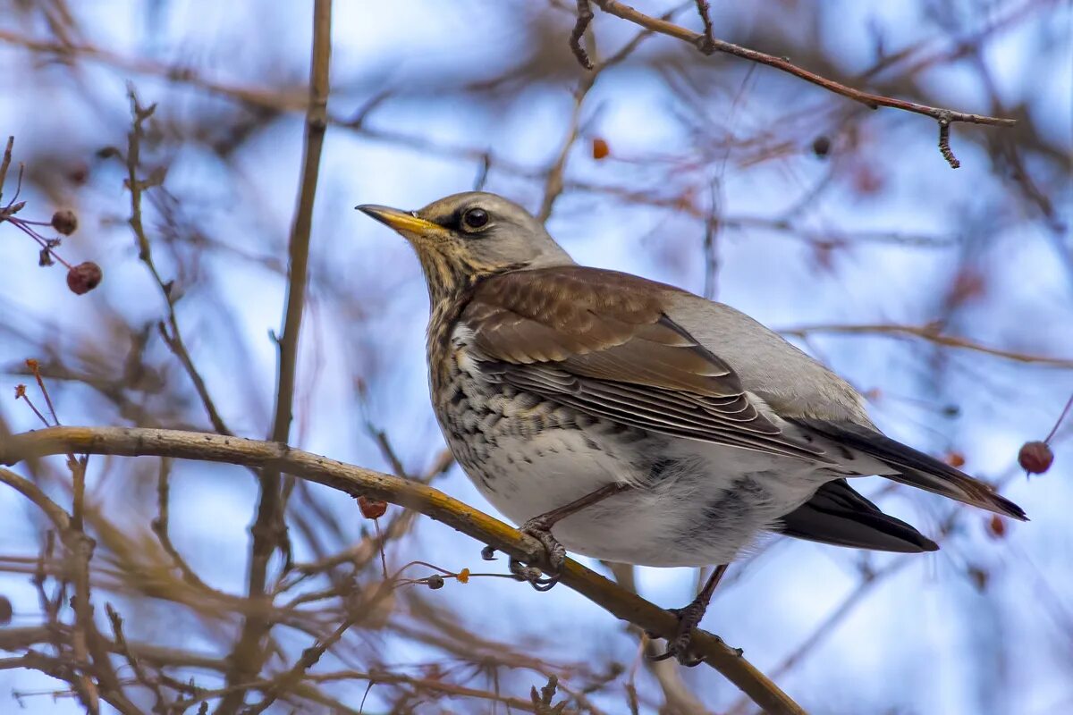 Птица рябинник фото и описание Рябинник (Turdus pilaris). Птицы Сибири.