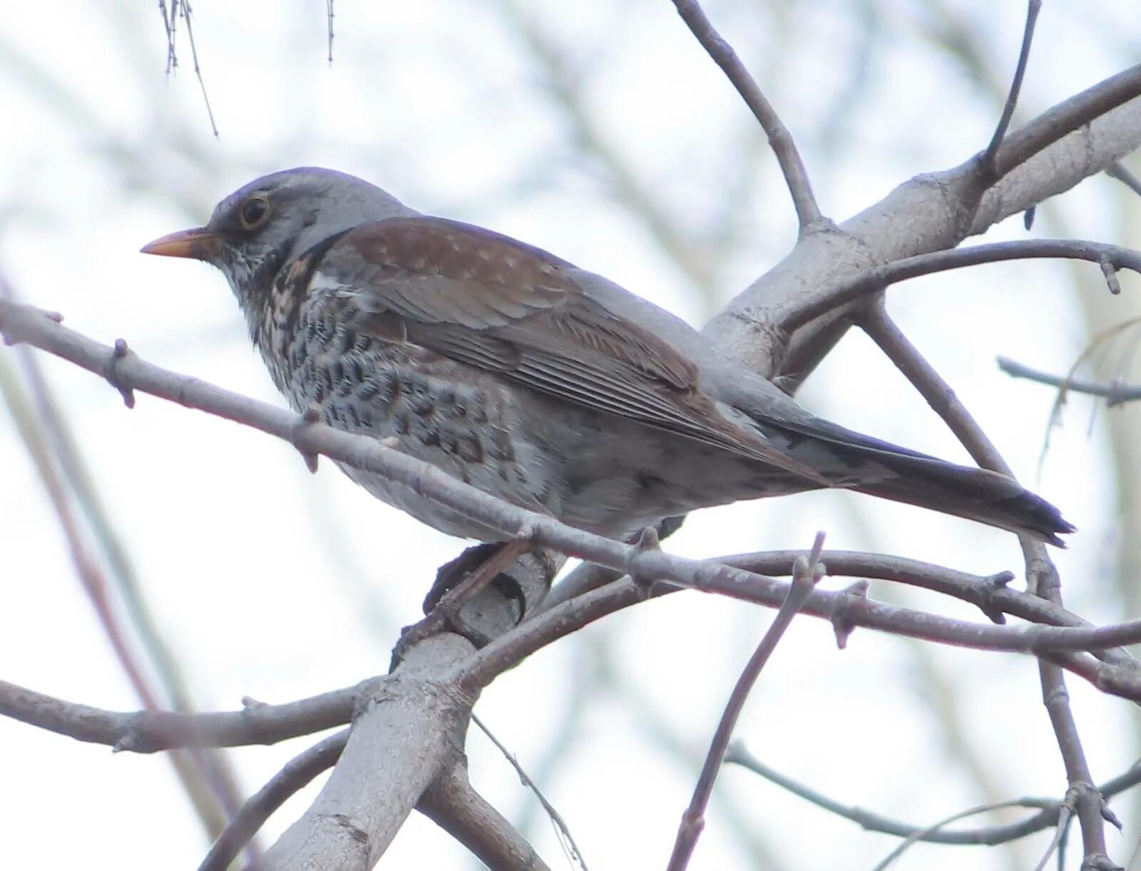 Птица рябинник фото и описание Рябинник (Turdus pilaris). Птицы Сибири.