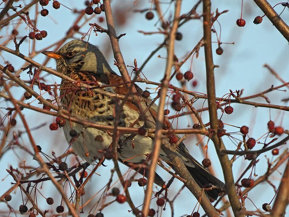 Птица рябинник фото и описание Fieldfare (Turdus pilaris). Birds of Siberia.