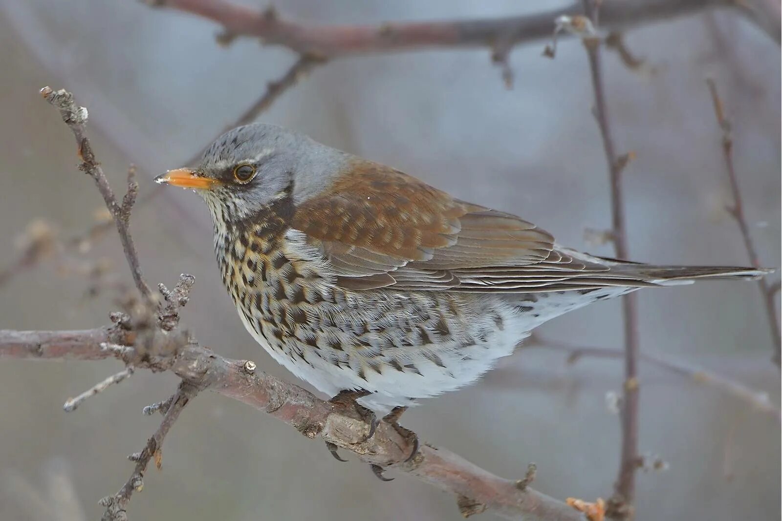 Птица рябинник фото и описание Fieldfare (Turdus pilaris). Birds of Siberia.