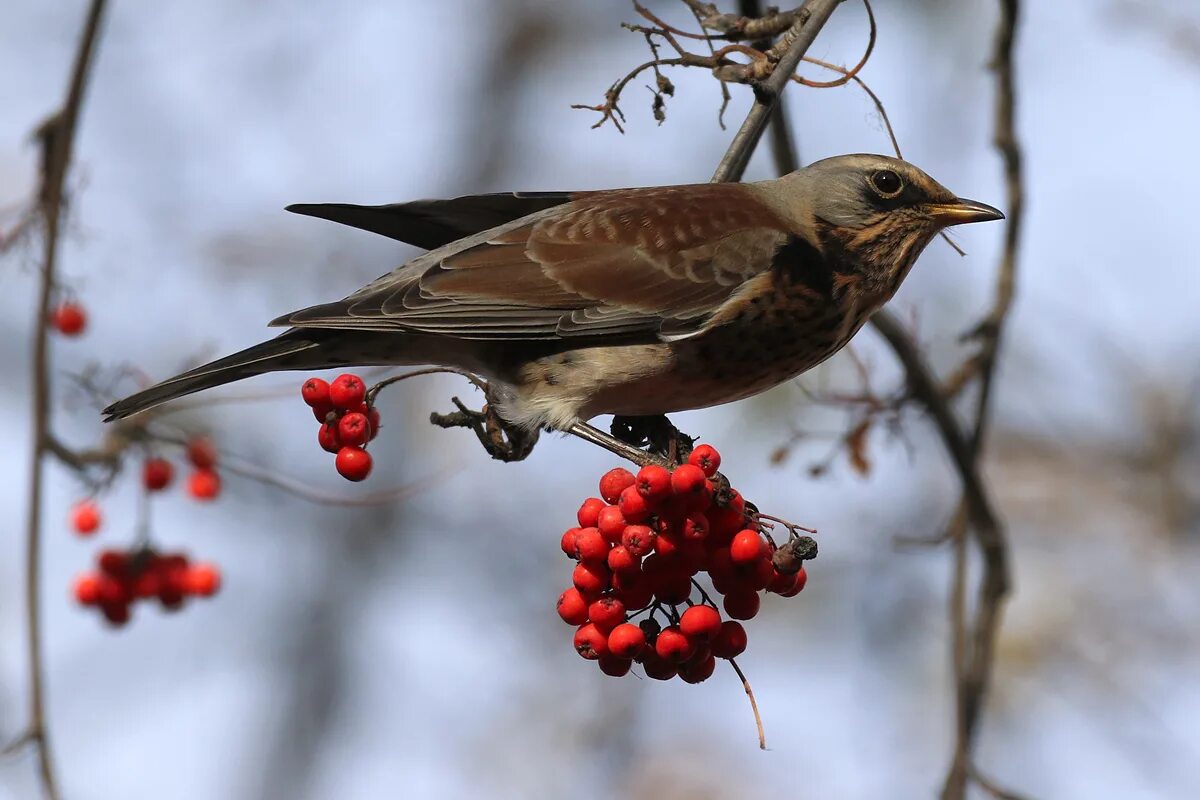 Птица рябинник фото и описание Fieldfare (Turdus pilaris). Birds of Siberia.