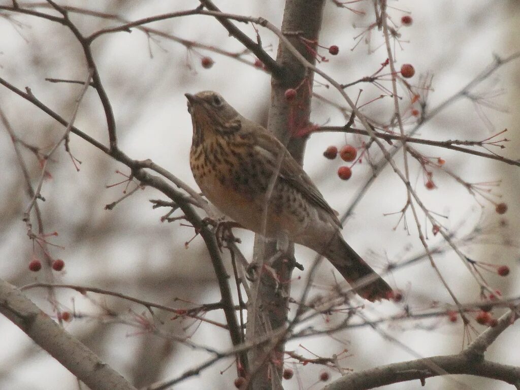 Птица рябинник фото и описание Рябинник (Turdus pilaris). Птицы Сибири.