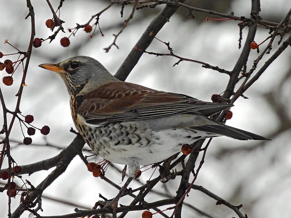 Птица рябинник фото как выглядит Рябинник (Turdus pilaris). Птицы Сибири.