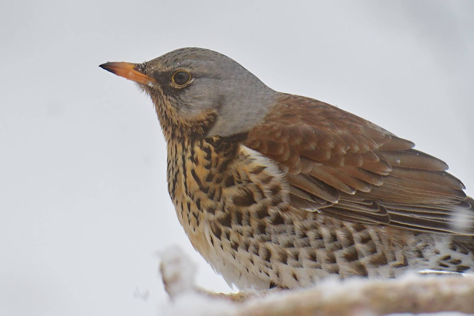 Птица рябинник фото как выглядит Fieldfare (Turdus pilaris). Birds of Siberia.