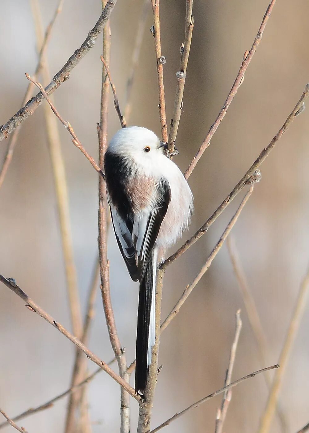 Птица с белым хвостом фото Long-tailed Tit (Aegithalos caudatus). Birds of Siberia.