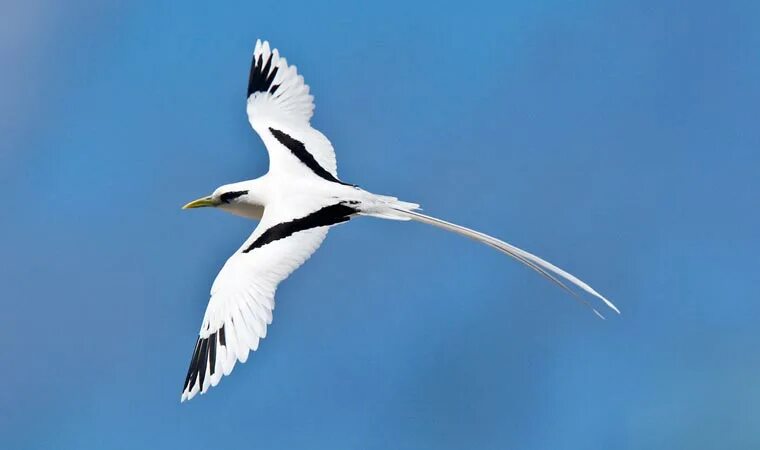 Птица с белым хвостом фото Images - Bird Island, Seychelles