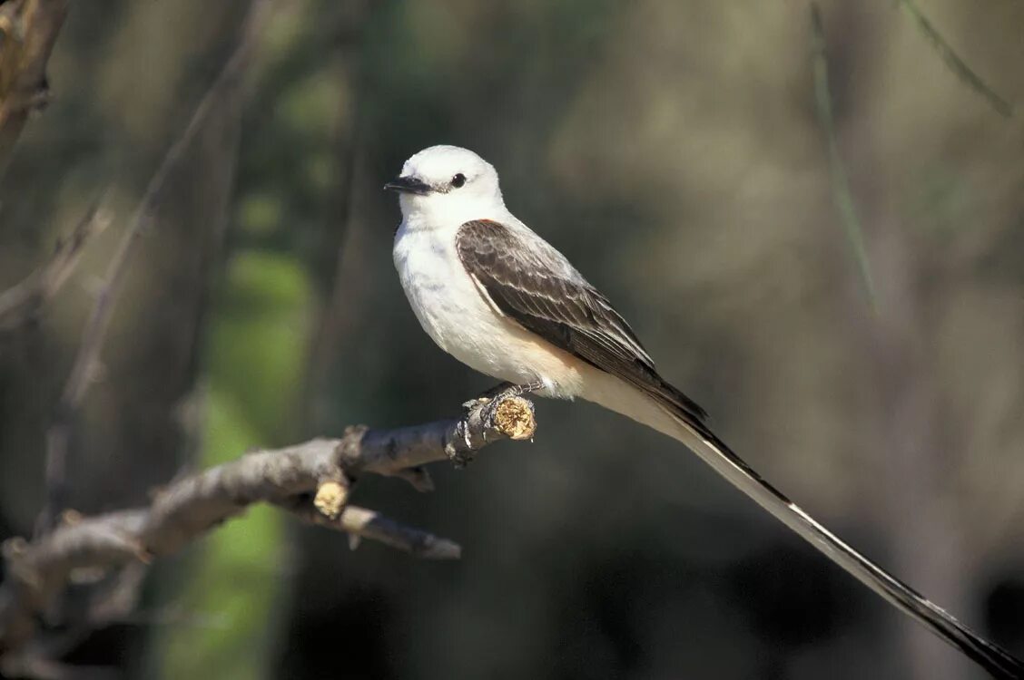 Птица с белым хвостом фото Файл:Tyrannus forficatus on branch.jpg - Википедия