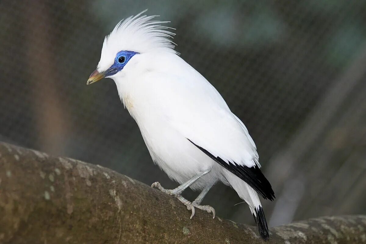 Птица с белым хвостом фото Файл:Bali starling hkg.jpg - Википедия