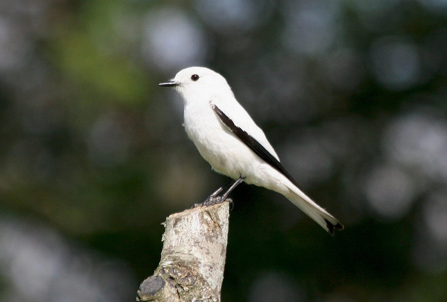 Птица с белым хвостом фото Avise's Birds of the World