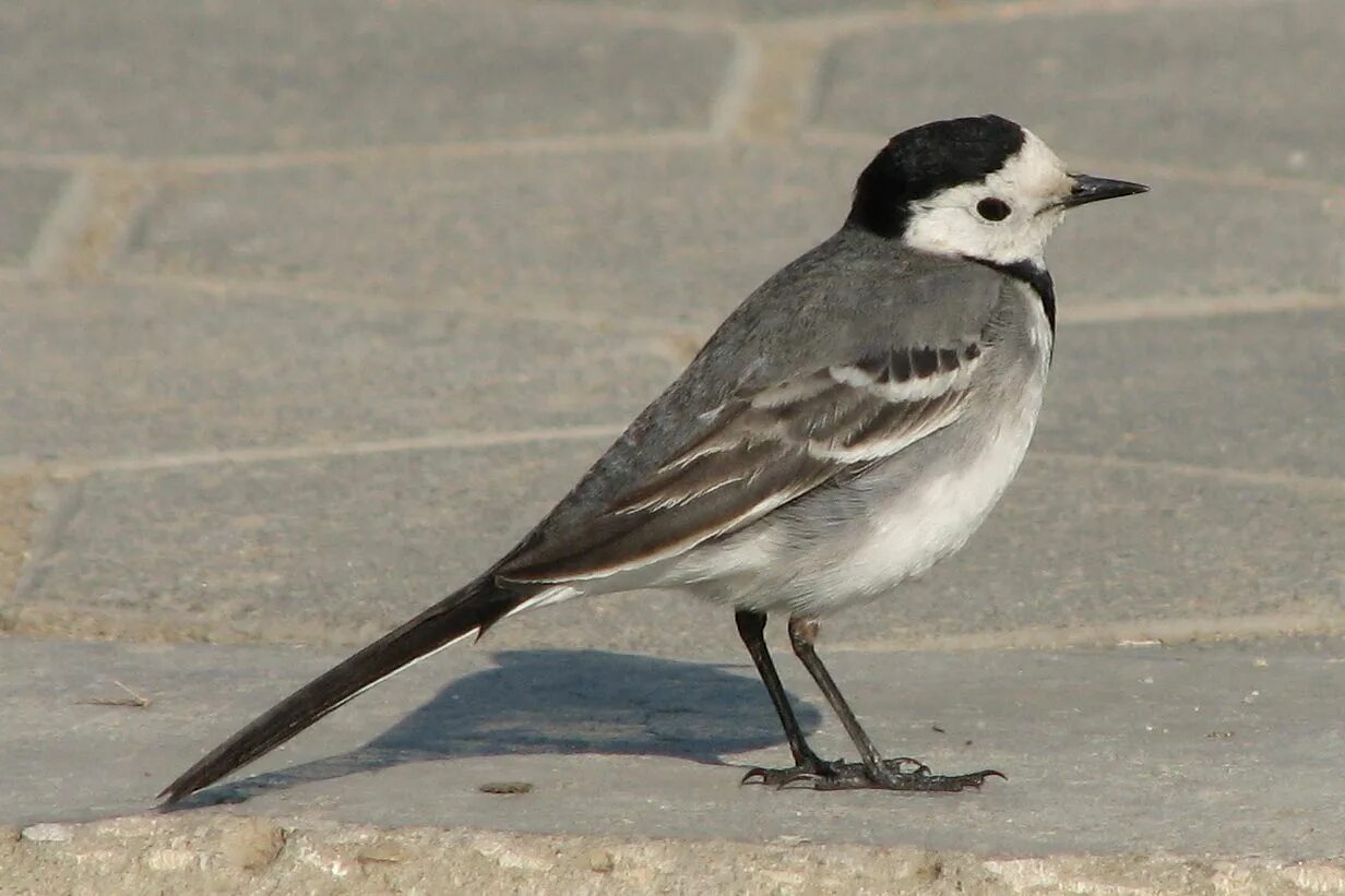 Птица с белым хвостом фото White wagtail / Motacilla alba / Белая трясогузка