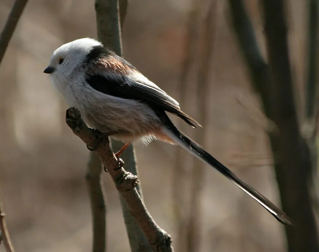 Птица с белым хвостом фото Long-tailed Tit; Aegithalos caudatus Brovary, Ukraine Larg. Flickr