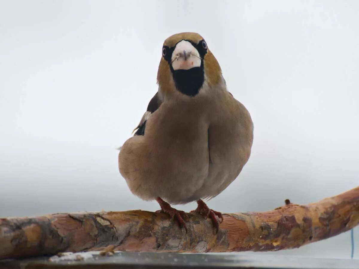 Птица с белым клювом фото Дубонос (Coccothraustes coccothraustes). Птицы Сибири.