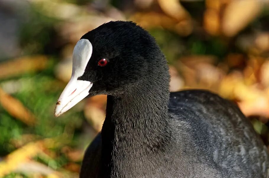 Птица с белым клювом фото bird, coot, plumage, black, beak, white, almost, nature, autumn, leaves Pxfuel