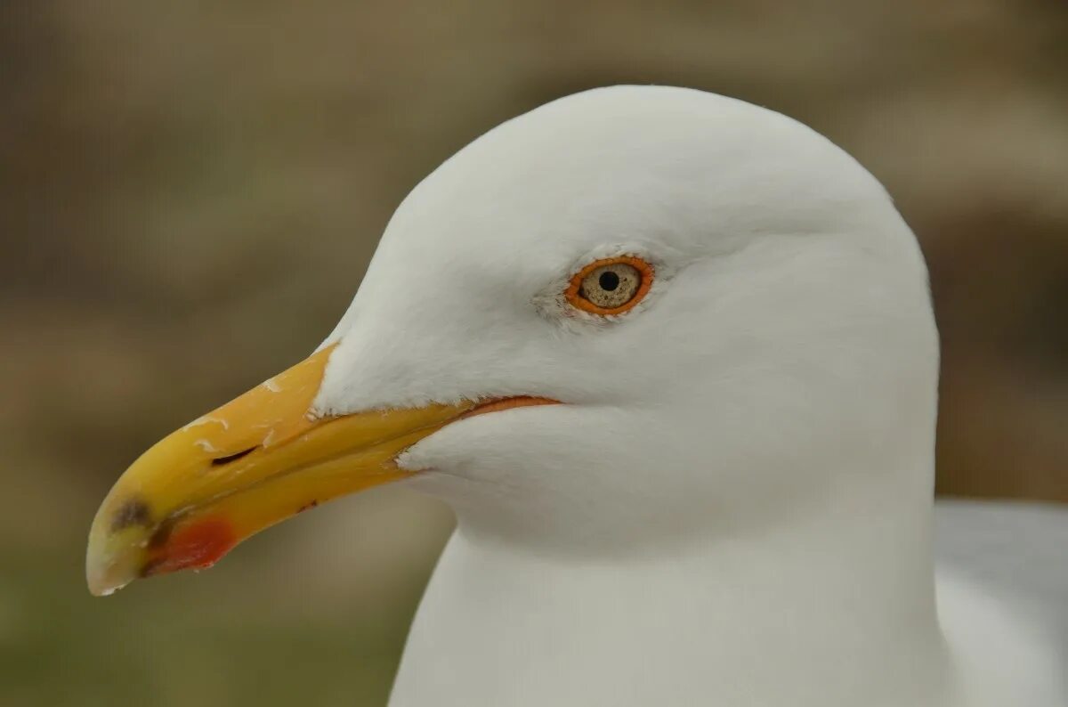 Птица с белым клювом фото Free Images : nature, bird, wing, white, seabird, seagull, wildlife, beak, fauna