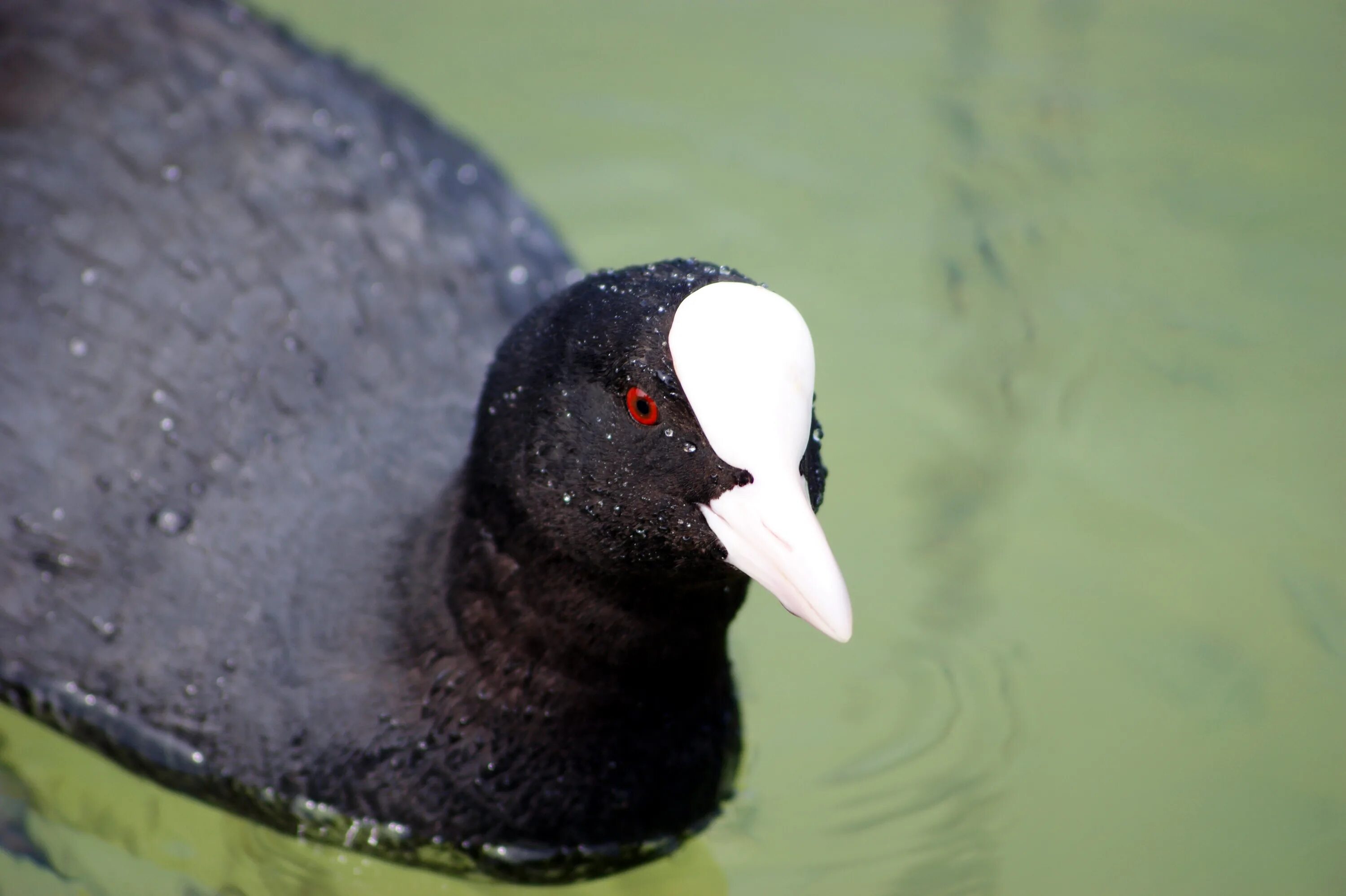 Птица с белым клювом фото Free Images : nature, lake, animal, beak, fauna, duck, vertebrate, coot, water b