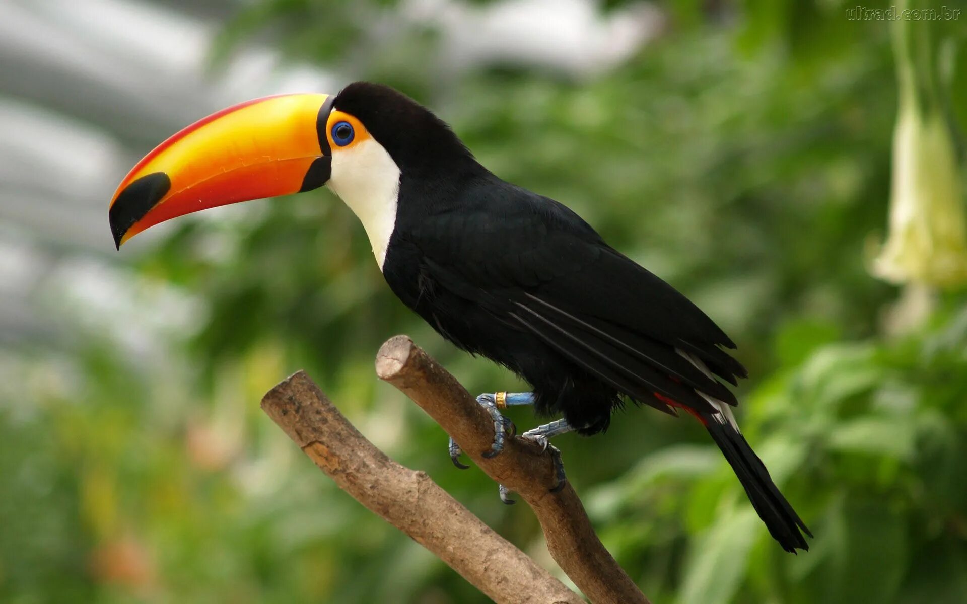 Птица с большим клювом фото Fauna de la selva, Aves de compañía, Imagenes de animales