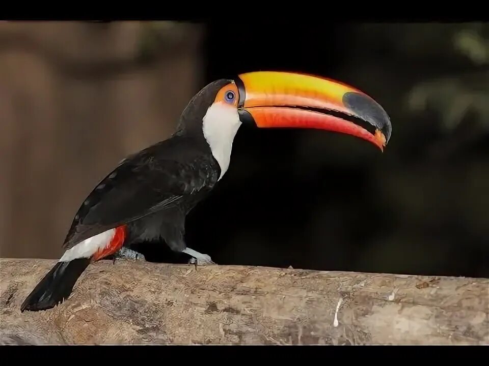 Птица с большим клювом фото Toco Toucans pair from Pafos Zoo - YouTube