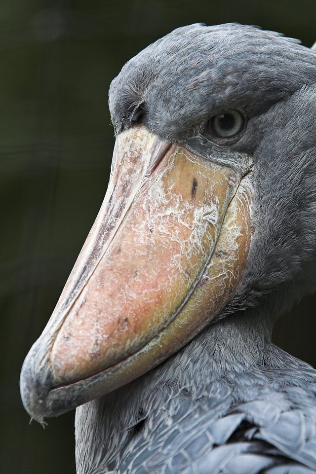 Птица с большим клювом фото File:Shoebill (su neko).jpg - Wikipedia