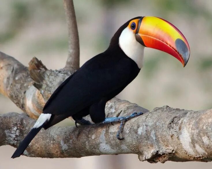 Птица с большим клювом фото Портал о дикой природе Toco toucan, Exotic birds, Toucans