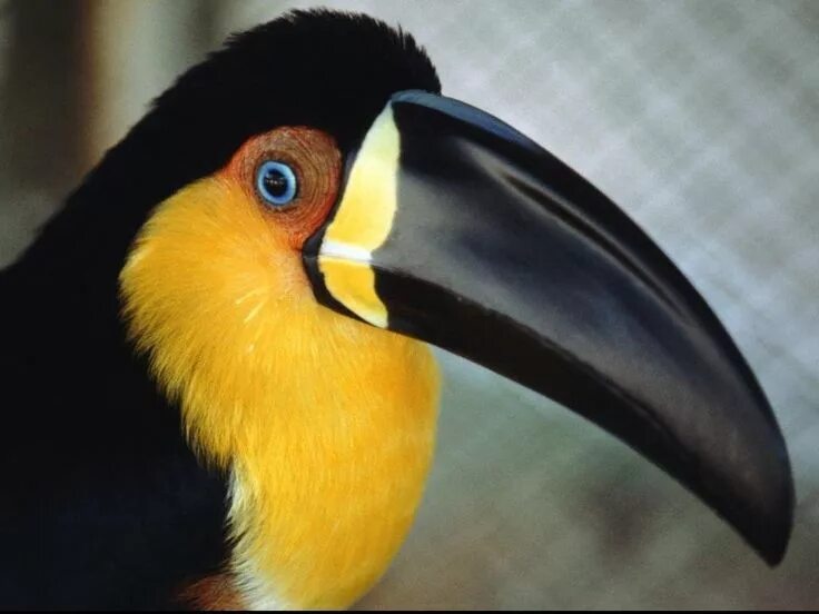 Птица с большим клювом фото toucan Beautiful bird wallpaper, Bird wallpaper, Pet birds